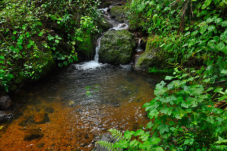 Thonikadavu